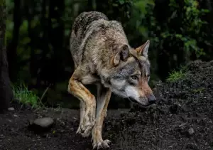 Stealth Videohra