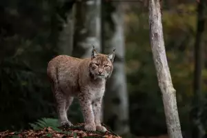 Lynx Recenze
